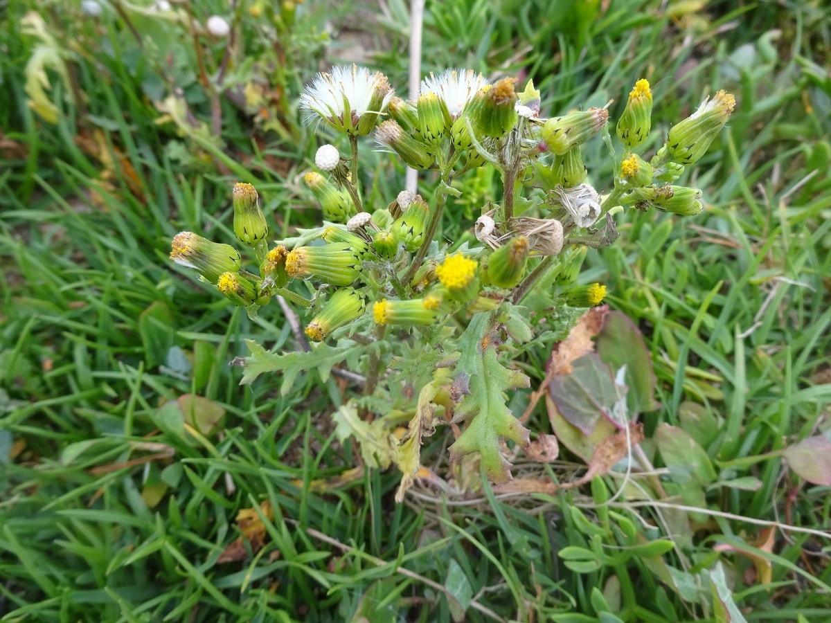 Senecio vulgaris subsp. denticulatus (Asteraceae)